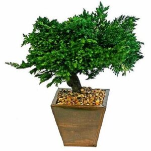 Preserved Monterey Juniper 8" Bonsai Tree (Preserved - Not a Living Tree)