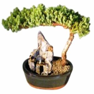 Juniper Bonsai Tree Large Stone Landscape Scene. Juniper procumbens "nana"