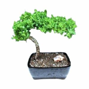 Juniper Bonsai Tree Medium. Juniper Procumbens "nana"