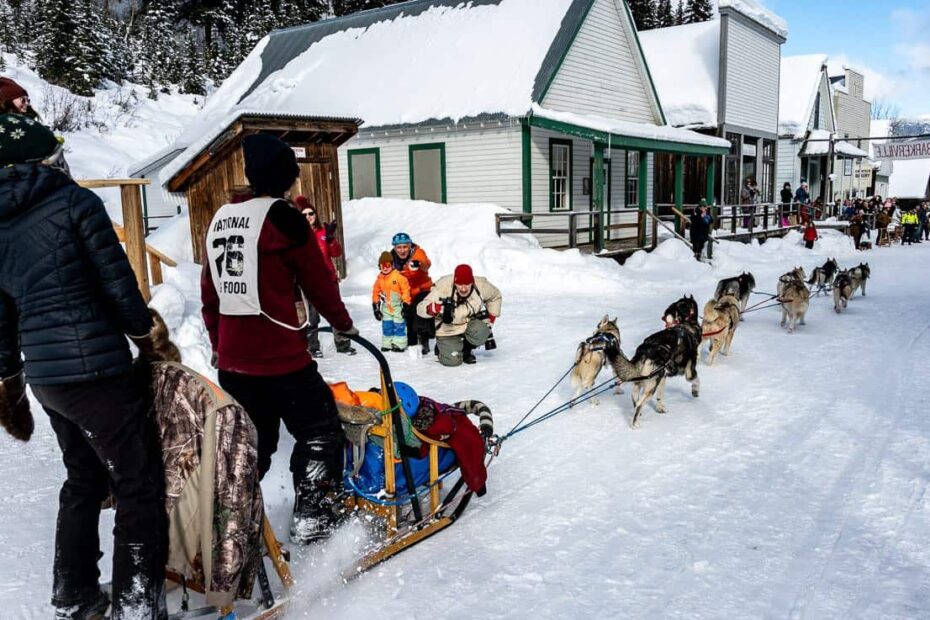 Racing into Barkerville on dog sleds as part of the 33rd annual Gold Rush Trail Sled Dog Mail Run