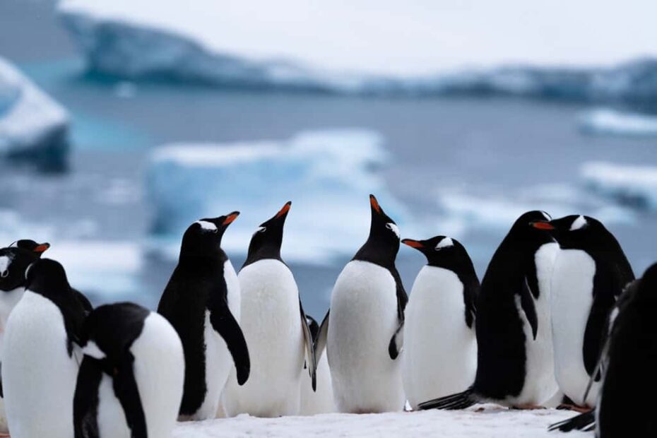 Neko Harbour, Continental Landing in Antarctica (2025 Guide)