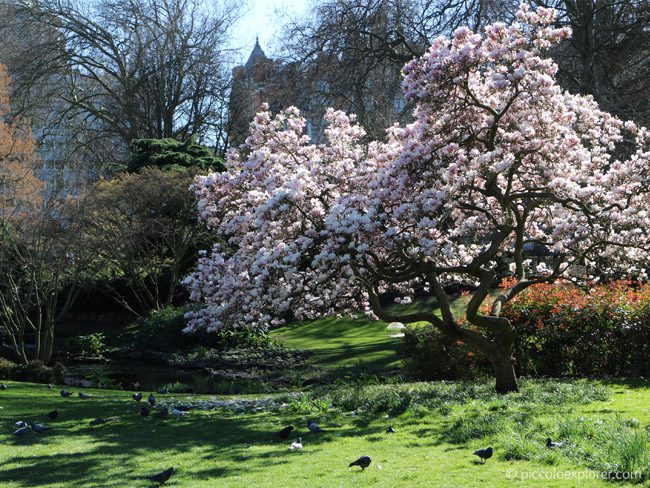 Magnolia at Hyde Park, London