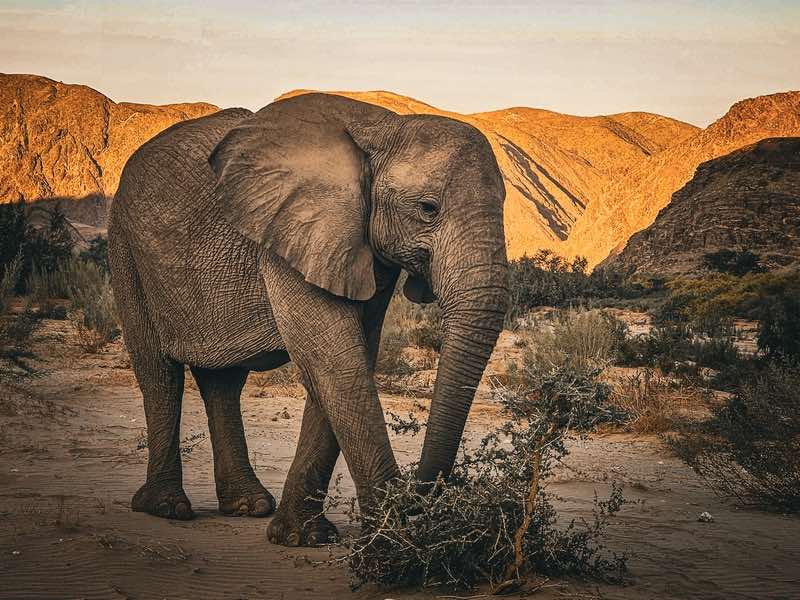 Namibia Safari Adventures: From Desert Elephants to Deadvlei Trees - Amateur Traveler