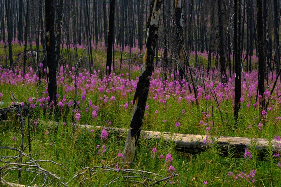 The Ecological Impact of Wildfires - The Taucker Travel Blog
